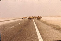 AD 1969-71-75 Al Ain