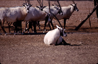 Qatar 70 Oryx et gazelles